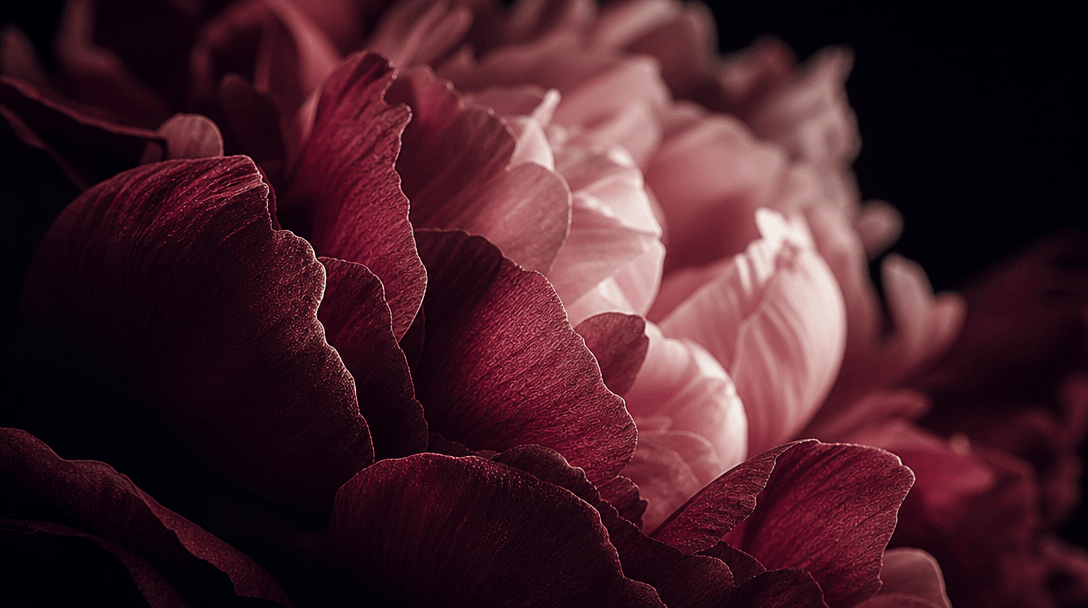 Abstract close-up of layered burgundy and blush peony petals in cinematic depth of field, the nearest petals razor-sharp