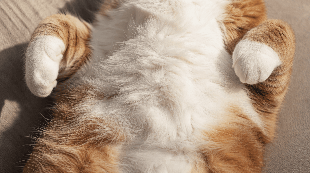 Cat belly detail with soft shadow and intimate framing, warm skin tones, professional pet photography lighting.