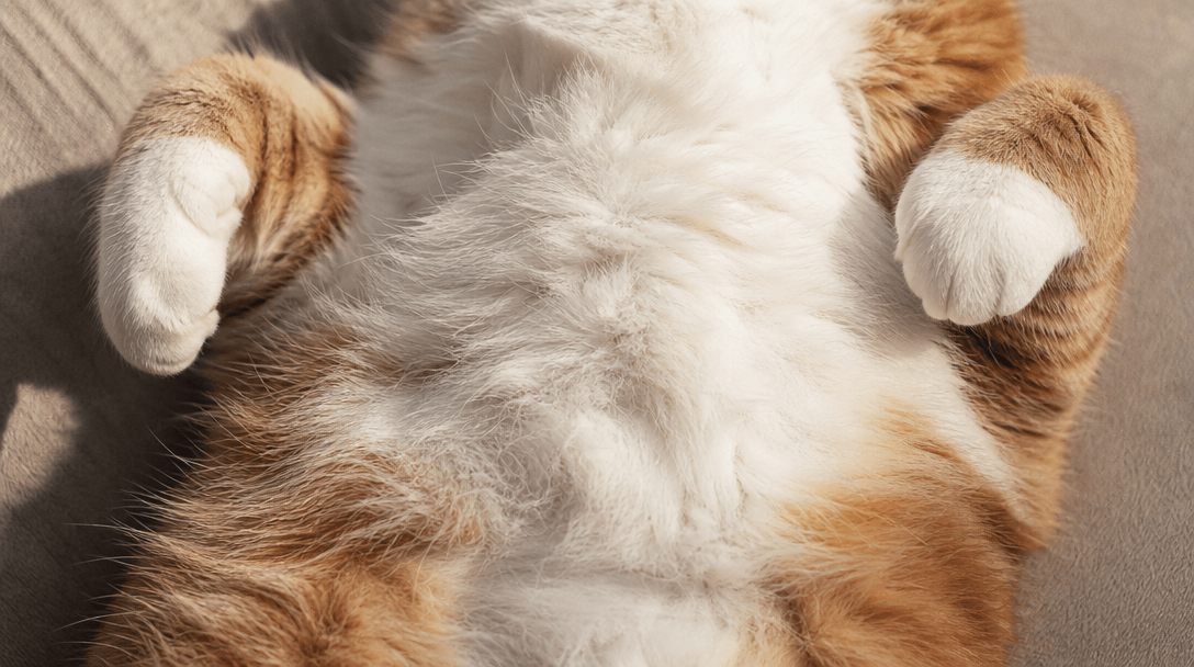 Cat belly detail with soft shadow and intimate framing, warm skin tones, professional pet photography lighting.